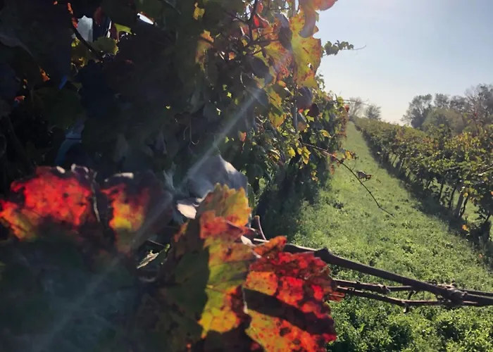 Vinny Sklep V Zarazicich * Veseli nad Moravou